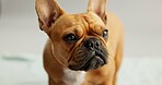 Dog, puppy and face of french bulldog in studio for canine companion, adoption and security on mockup. Animal, pet and relax for foster care, comfortable and curious with wellness on gray background