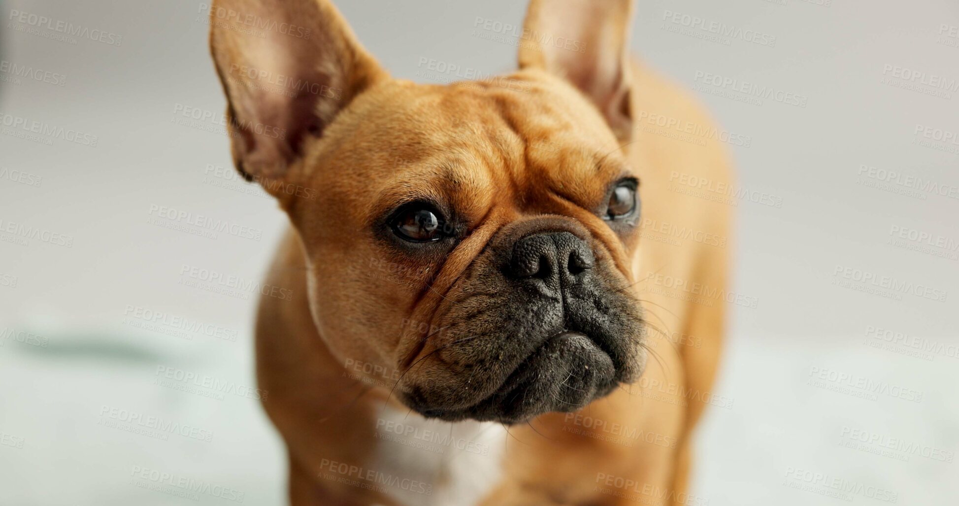 Buy stock photo Dog, puppy and face of french bulldog in studio for canine companion, adoption and security on mockup. Animal, pet and relax for foster care, comfortable and curious with wellness on gray background