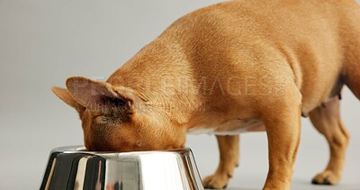 Buy stock photo French bulldog, hungry and bowl for eating in studio for nutrition, diet and wellness by white background. Dog, animal or puppy by metal container for food, health or meal for growth with development