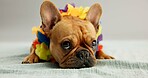 Fashion, pet and dog with style on a white background for cute, adorable costume and comic. Summer, puppy and isolated French Bulldog with outfit for adoption, rescue and animal shelter in studio