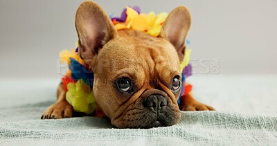 Buy stock photo Fashion, pet and dog with style on a white background for vacation, adorable costume and flower garland. Summer, puppy and French Bulldog with outfit for adoption, rescue and animal shelter in studio