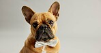 Cute, pet and face of dog with bowtie on a white background for fashion, adorable style and comic. Animal, puppy and isolated French Bulldog with costume for adoption, rescue and shelter in studio