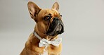 Fashion, pet and dog with bowtie on a white background for cute, adorable style and comic. Necktie, puppy and isolated French Bulldog with costume for adoption, rescue and animal shelter in studio