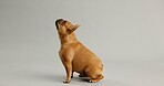 Dog, animal and curious french bulldog in studio for canine companion, playful and security on floor. Puppy, pet and waiting with loyalty for foster care and mockup with wellness on gray background