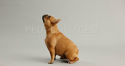 Buy stock photo Dog, animal and curious french bulldog in studio for canine companion, playful and security on floor. Puppy, pet and waiting with loyalty for foster care and mockup with wellness on gray background