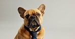 Cute, pet and portrait of dog with tie on a white background for fashion, adorable style and comic. Animal, puppy and isolated French Bulldog with costume for adoption, rescue and shelter in studio