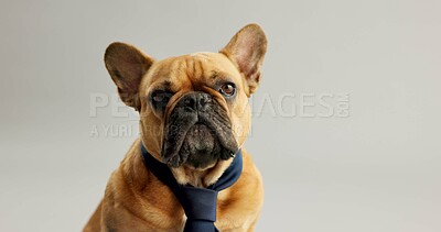 Buy stock photo Cute, pet and portrait of dog with tie on a white background for fashion, adorable style and comic. Animal, puppy and isolated French Bulldog with costume for adoption, rescue and shelter in studio