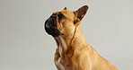 Bull dog, animal and thinking with cute face, brown fur and pointy ears on a white studio background. Small french pet, canine puppy or young adorable pure breed in wonder or thought on mockup space