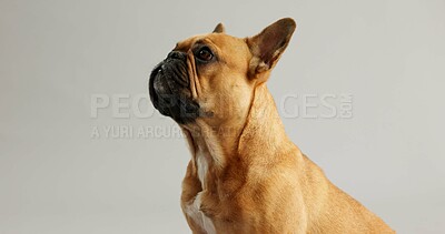 Buy stock photo Bull dog, animal and thinking with cute face, brown fur and pointy ears on a white studio background. Small french pet, canine puppy or young adorable pure breed in wonder or thought on mockup space