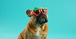 French bulldog, pet and sunglasses in studio for fashion, strawberry and edgy by blue background. Animal, dog or puppy with shades, fruit shape and relax with trendy style, summer and vacation