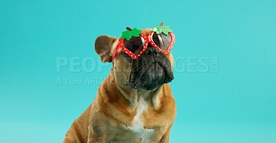 Buy stock photo French bulldog, pet and sunglasses in studio for fashion, strawberry and edgy by blue background. Animal, dog or puppy with shades, fruit shape and relax with trendy style, summer and vacation