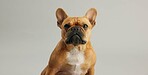 Dog, animal and face of french bulldog in studio for canine companion, adoption and security on mockup. Puppy, pet and relax for foster care, comfortable and curious with wellness on gray background