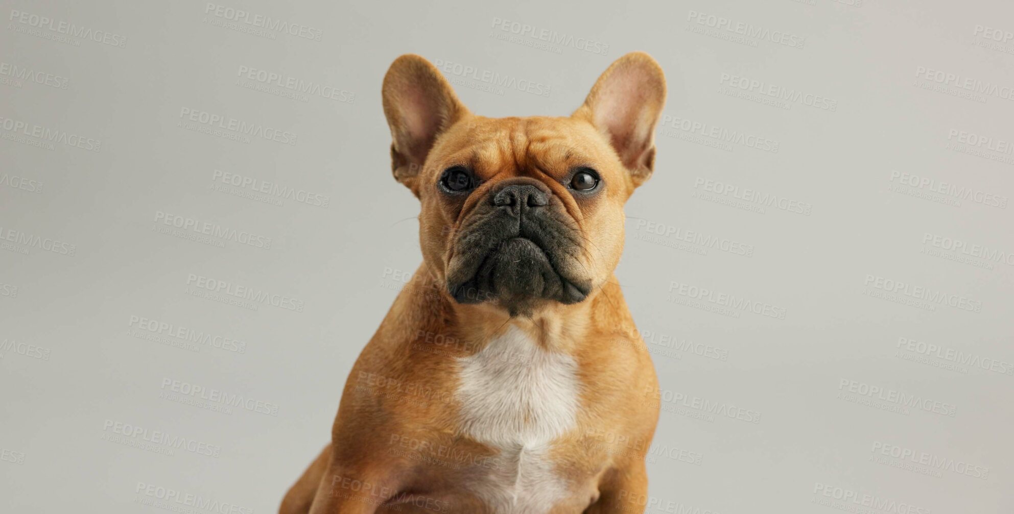 Buy stock photo Dog, animal and face of french bulldog in studio for canine companion, adoption and security on mockup. Puppy, pet and relax for foster care, comfortable and curious with wellness on gray background