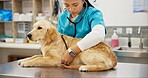 Woman, vet and checking with dog for heart beat, healthcare or checkup at pet clinic. Female person or veterinary listening with stethoscope on labrador, animal or canine for medical exam or visit