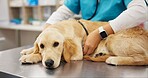 Person, veterinarian and hands with dog for heart beat, healthcare or examination at pet clinic. Veterinary listening with stethoscope on labrador or animal for medical exam, test or visit at vet