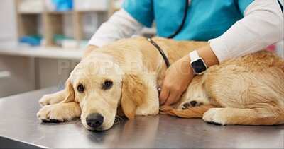 Buy stock photo Person, veterinarian and hands with dog for heart beat, healthcare or examination at pet clinic. Veterinary listening with stethoscope on labrador or animal for medical exam, test or visit at vet