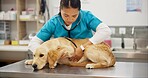 Woman, vet and checkup with dog for heart beat, healthcare or examination at pet clinic. Female person or veterinary listening with stethoscope on labrador, animal or canine for medical exam or visit