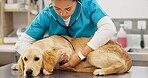 Woman, veterinarian and checkup with dog for heart beat, healthcare or examination at pet clinic. Female person or veterinary listening with stethoscope on labrador or animal for medical exam at vet