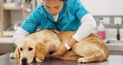 Buy stock photo Woman, veterinarian and checkup with dog for heart beat, healthcare or examination at pet clinic. Female person or veterinary listening with stethoscope on labrador or animal for medical exam at vet
