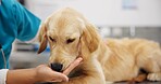 Pet care, hands and dog with woman in veterinary in consultation office for growth, wellness and examination. Puppy, support and animal clinic for golden retriever assessment, help or checkup visit