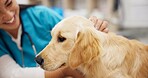 Happy, girl or dog with doctor in vet consultation room for growth, check or neutering appointment. Animal shelter, charity or volunteer with golden retriever puppy exam, assessment or inspection 