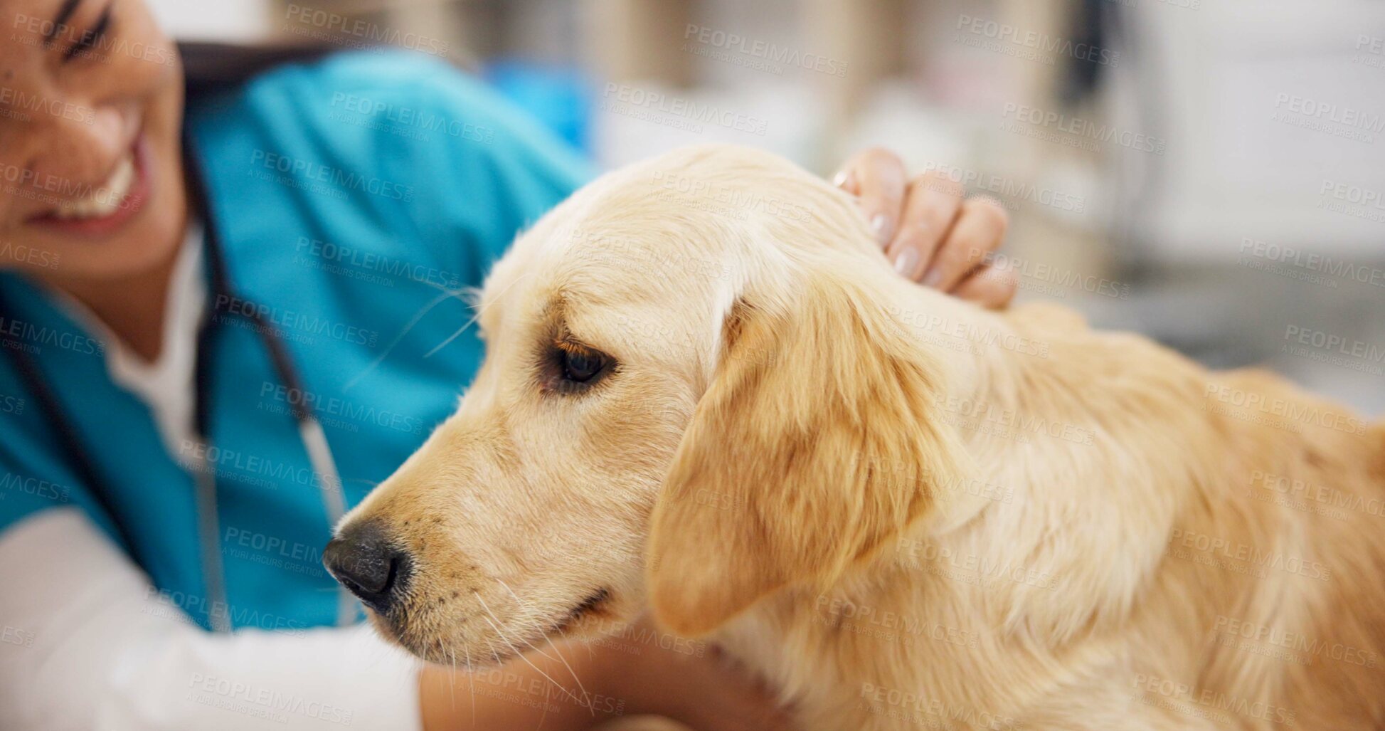 Buy stock photo Happy, girl or dog with doctor in vet consultation room for growth, check or neutering appointment. Animal shelter, charity or volunteer with golden retriever puppy exam, assessment or inspection 