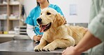 Hands, vet and dog at clinic with consulting, care and stroke for health, development and growth with wellness. People, doctor and golden retriever pet in assessment, exam or help at animal hospital