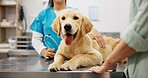 Hands, vet and dog at clinic with consulting, care and stroke for health, development and growth with wellness. People, doctor and golden retriever pet with check, exam and help at animal hospital