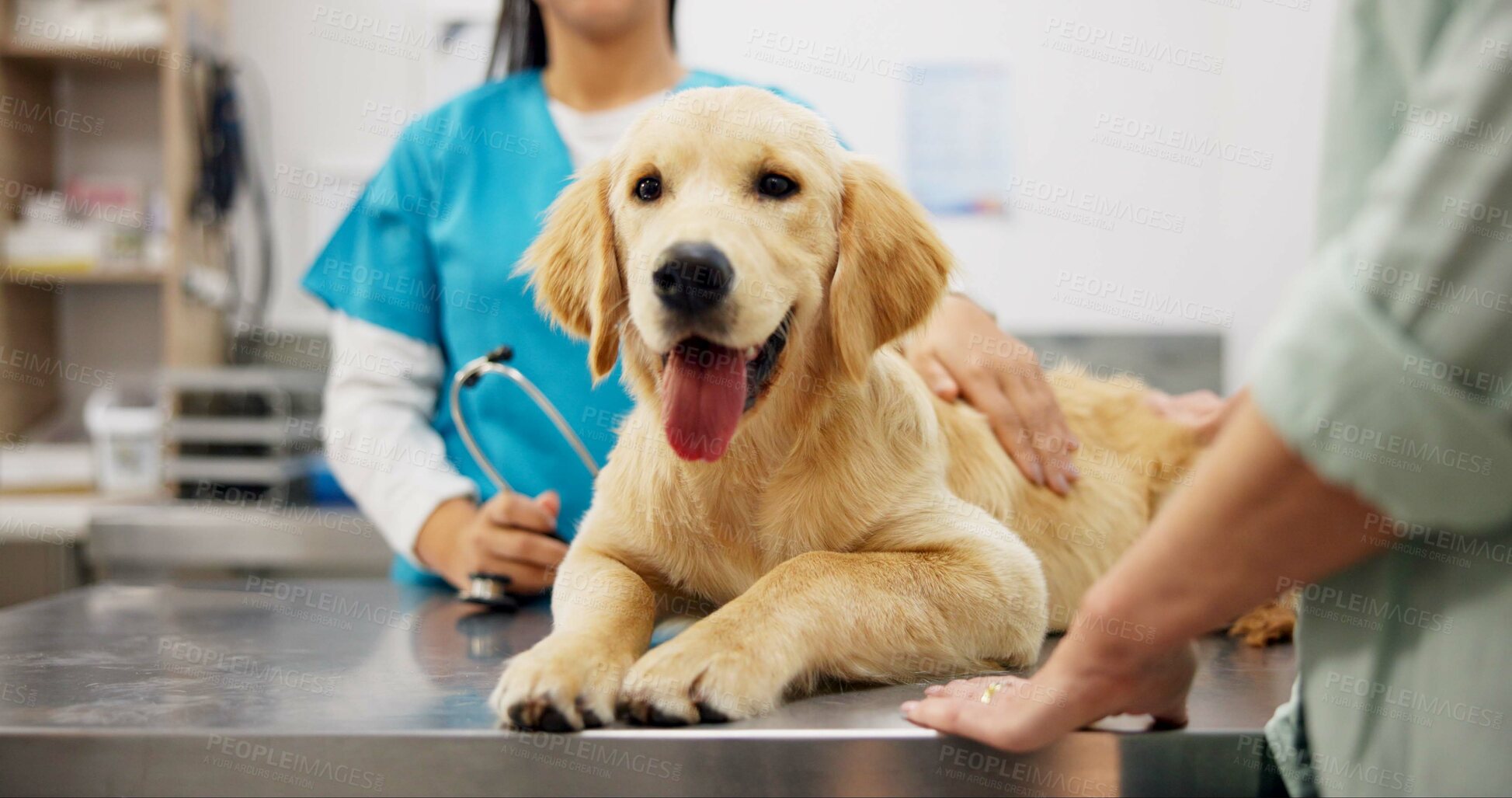 Buy stock photo Hands, vet and dog at clinic with consulting, care and stroke for health, development and growth with wellness. People, doctor and golden retriever pet with check, exam and help at animal hospital