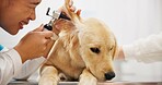 Ear, otoscope or dog with woman vet consultation room for growth, check or hearing assessment. Animal shelter, charity or volunteer with golden retriever puppy examination, inspection or treatment