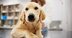 Pet care, portrait and dog with woman in veterinary in consultation office for growth, wellness and examination. Puppy, face and animal clinic for golden retriever assessment, help or checkup visit