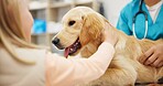 Hands, vet and dog at clinic with child, consulting and stroke for health, development and growth with wellness. People, doctor and golden retriever pet with help, check and exam at animal hospital