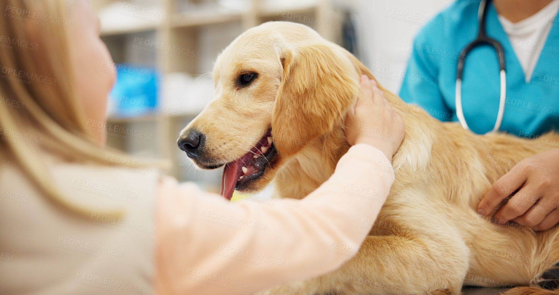 Buy stock photo Hands, vet and dog at clinic with child, consulting and stroke for health, development and growth with wellness. People, doctor and golden retriever pet with help, check and exam at animal hospital