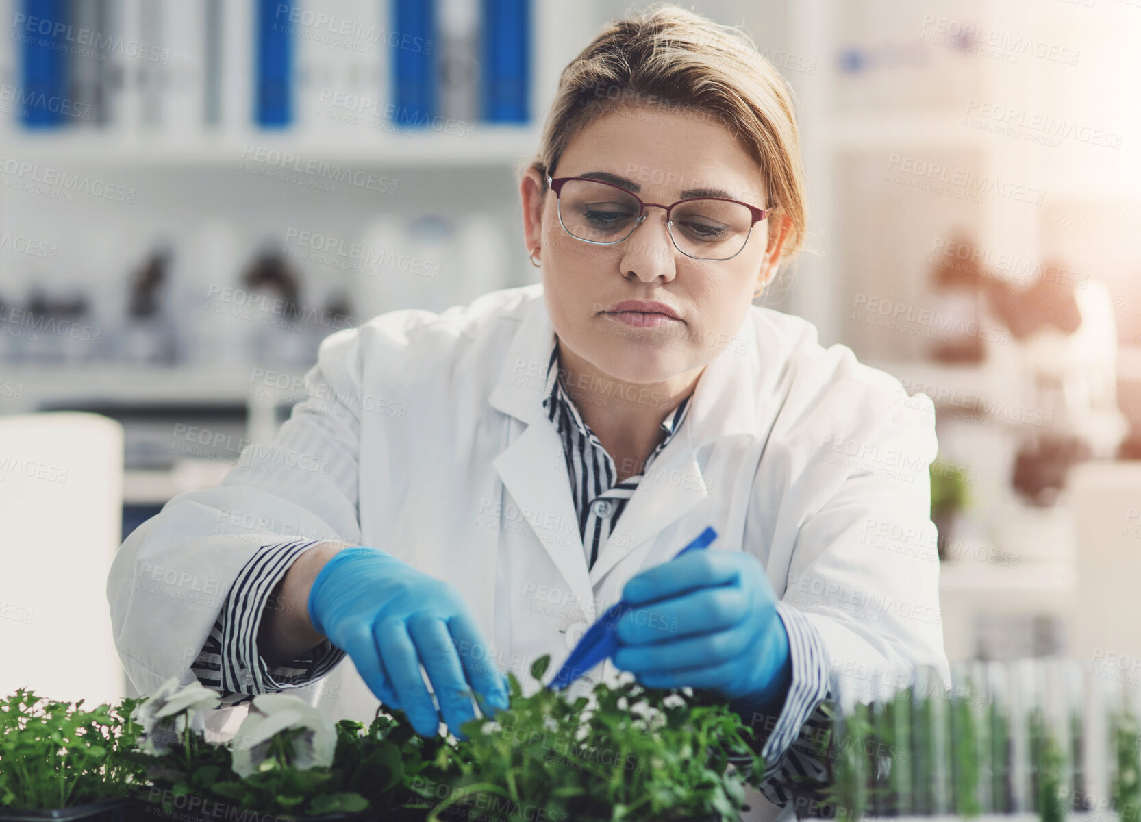 Buy stock photo Cropped shot of an attractive young female scientist picking plant samples using a tweezer in a laboratory with her colleague in the background