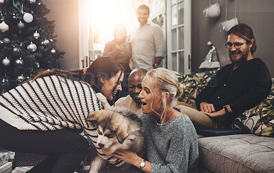 Buy stock photo Home, couple of friends and happy with dog at living room for playing, fun and bonding on Christmas holiday. People, family and smile or affection with animal for adoption, support and care at lounge