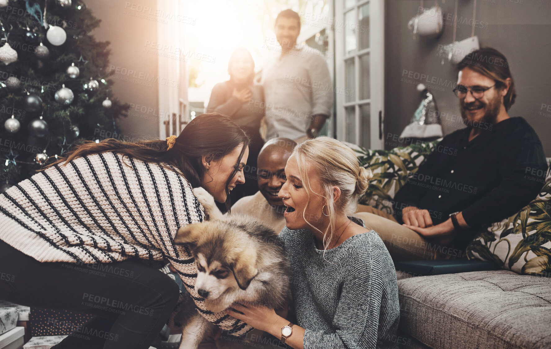 Buy stock photo Home, couple of friends and happy with dog at living room for playing, fun and bonding on Christmas holiday. People, family and smile or affection with animal for adoption, support and care at lounge