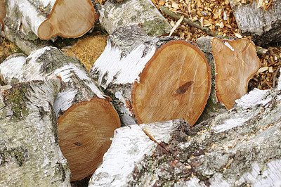 Buy stock photo Natural, tree or wood in zoom for background with environment, abstract for climate change or deforestation. Nature, closeup or log for earth day or eco friendly for sustainability, ecology in Canada