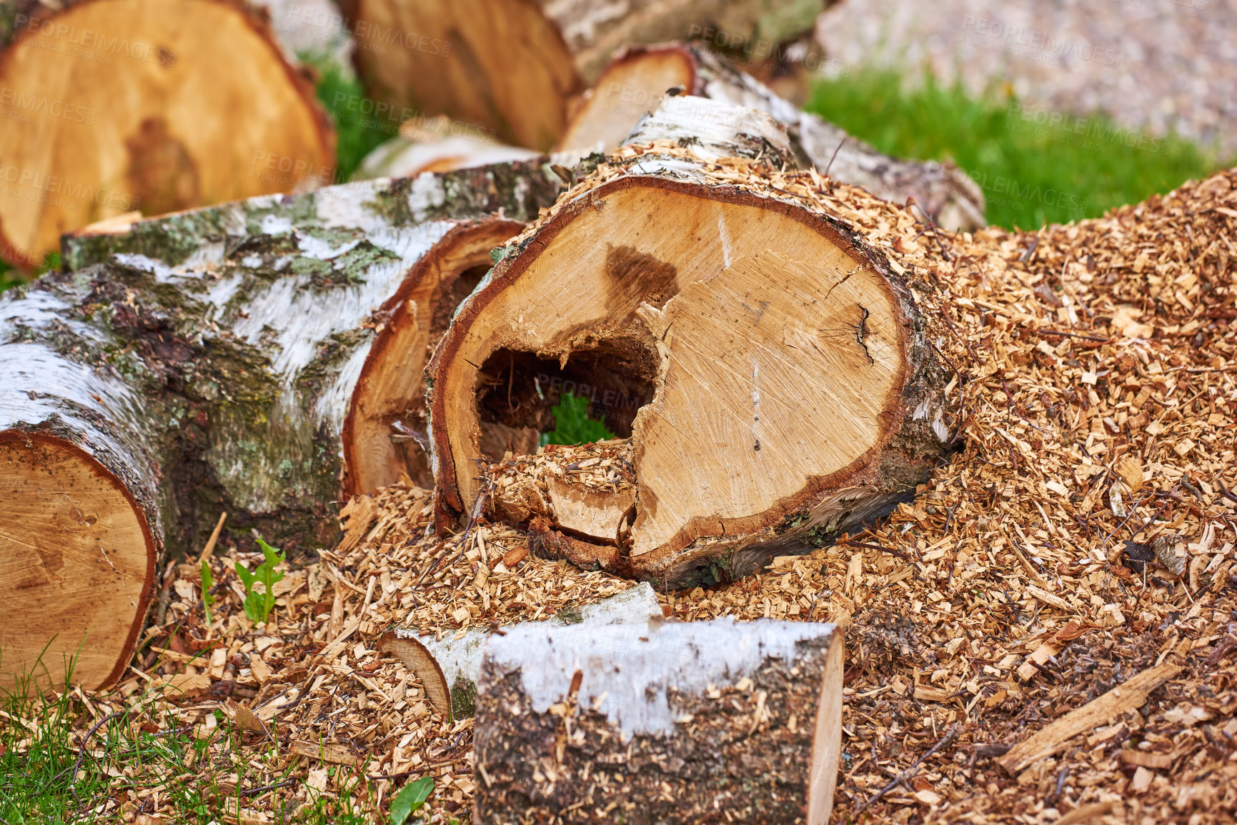 Buy stock photo Nature, tree or wood in zoom for background with environment, abstract for climate change or deforestation. Natural, closeup or log for earth day or eco friendly for sustainability, ecology in Canada