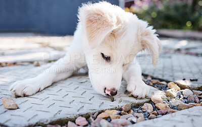 Buy stock photo Puppy, cute and outdoor in backyard, rest and nature of house, pet and wellness for animal and healthy. Dog, garden and home in patio, summer and weekend to relax, golden retriever and rescue