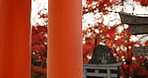 Architecture, torii gate and shinto temple for religion, travel and traditional landmark for spirituality. Buddhism, Japanese culture and trip to Kyoto, zen and prayer in landscape for worship