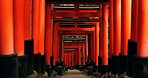 Japan, red torii gates and path in Fushimi inari-taisha for vacation, holiday or walkway for tourism. Pathway, Shinto religion and shrine in Kyoto for traditional architecture or spiritual culture