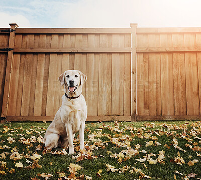 Buy stock photo Backyard, relax and portrait of dog on grass for obedience, support and fun in leaves in sunshine. Nature, foliage and Labrador with tongue out in garden by fence for loyalty, pet animal or companion