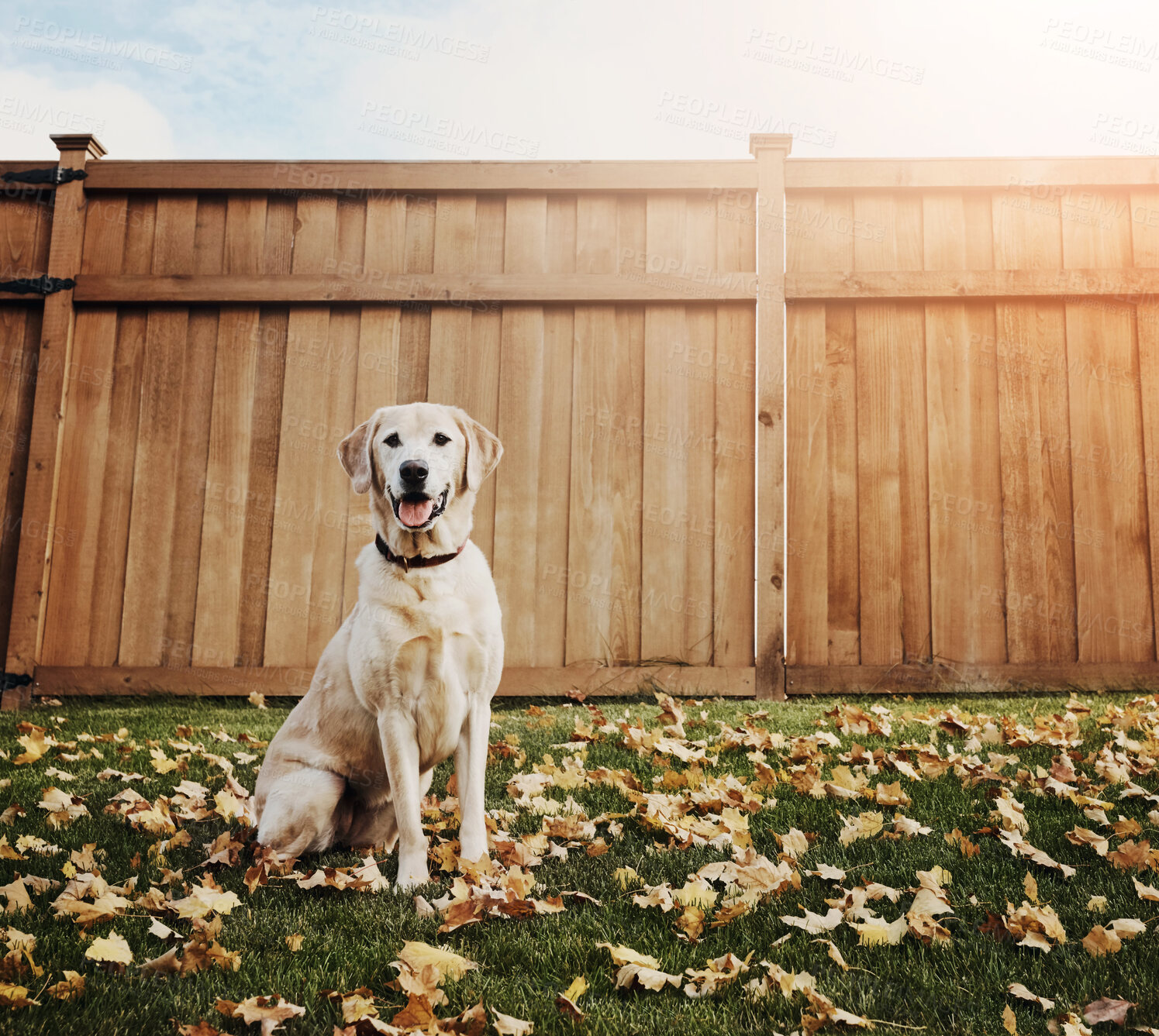 Buy stock photo Backyard, relax and portrait of dog on grass for obedience, support and fun in leaves in sunshine. Nature, foliage and Labrador with tongue out in garden by fence for loyalty, pet animal or companion