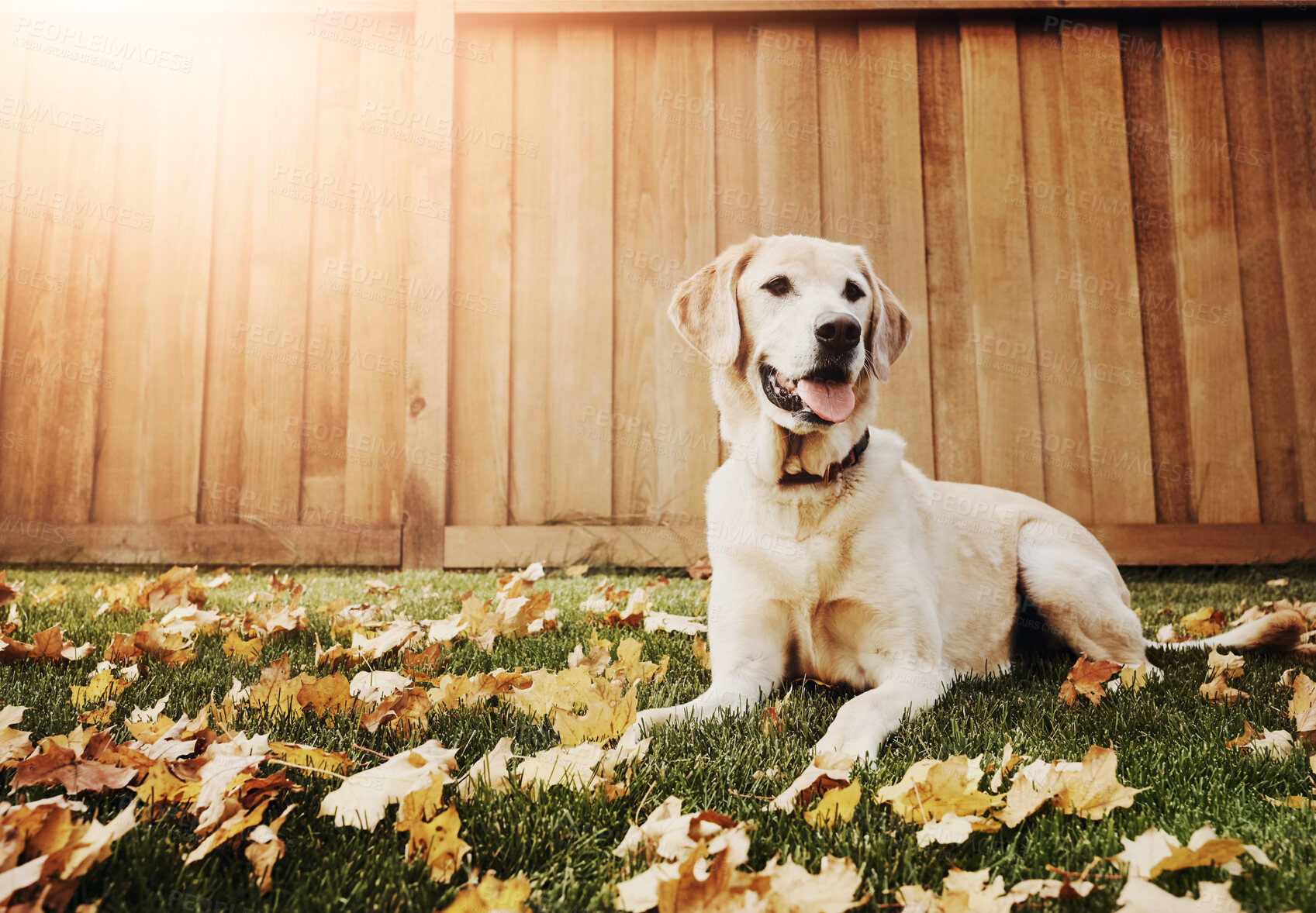 Buy stock photo Happy dog, relax and labrador with grass field in autumn season of golden retriever in backyard. Wooden fence with animal, canine or playful companion and loyal breed or pet lying on floor in nature