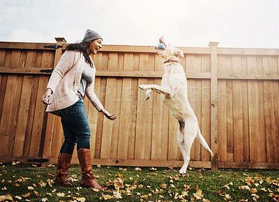 Buy stock photo Woman, dog  and playing with ball in nature for bonding, teaching tricks and together in home. Female person, labrador and pet animal in backyard for obedience training, outdoor and friends with love