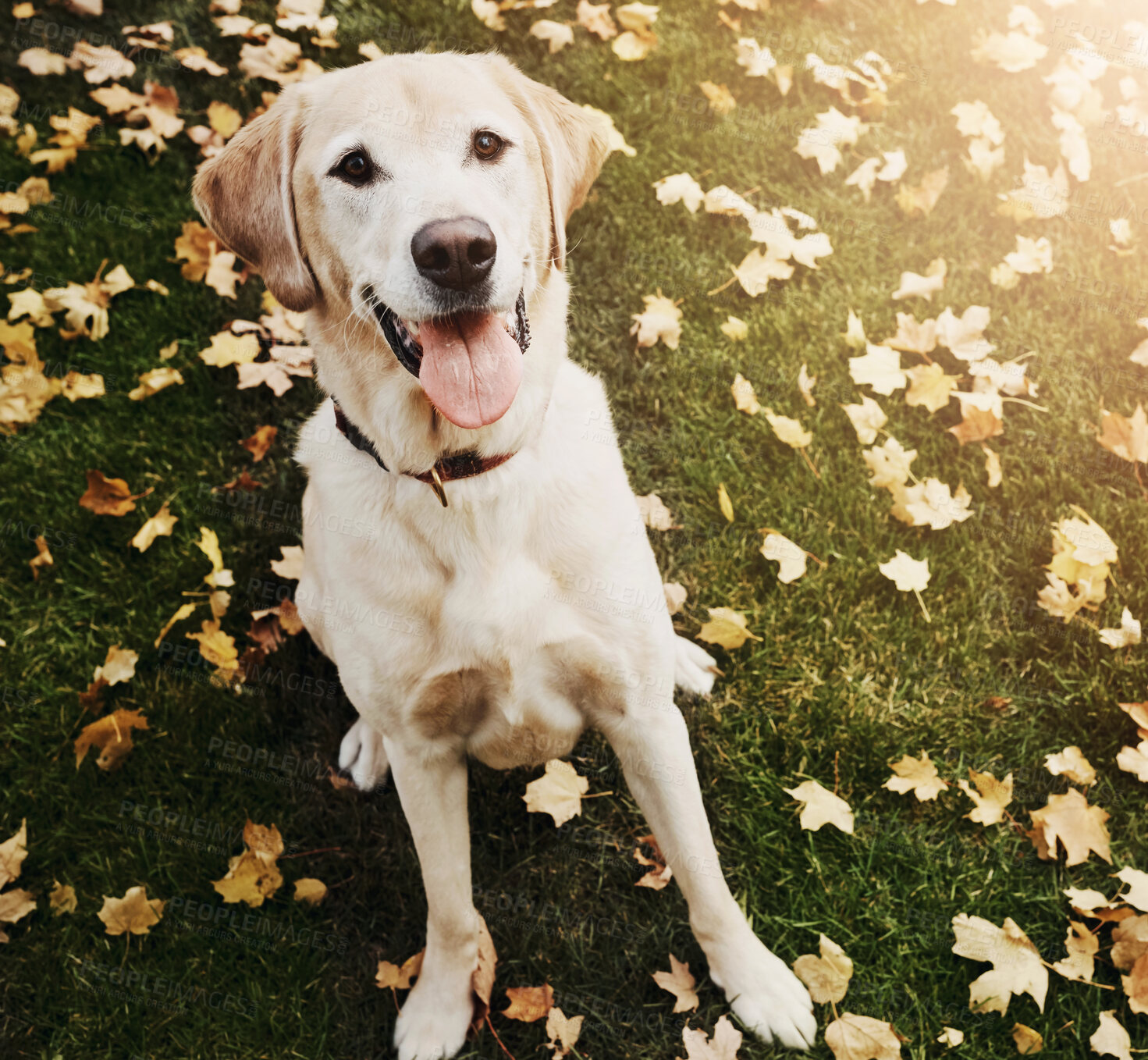 Buy stock photo Puppy, cheerful and friendly animal in garden, park or outdoor with companion, hunting or loyalty. Labrador, happy and playing in autumn for exercise as service dog, family pet or emotional support