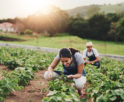 Buy stock photo Outdoor, farming and woman with smile for crops, organic and growth of vegetable, field and eco friendly. Harvest, farmer and happiness for produce, sustainable and agriculture in environment