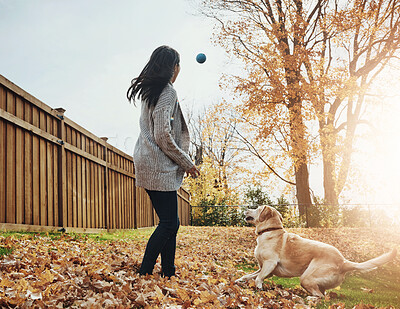 Buy stock photo Dog, woman and playing fetch with ball in backyard as family pet or emotion support animal. Labrador, friendly puppy for exercise in garden, park and retrieving with companion in autumn or nature