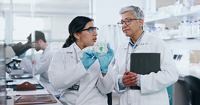 Buy stock photo Science, people and conversation with petri dish in laboratory for medical research, experiment and practical exam. Girl, woman and biochemistry internship and discussion on study and analysis.