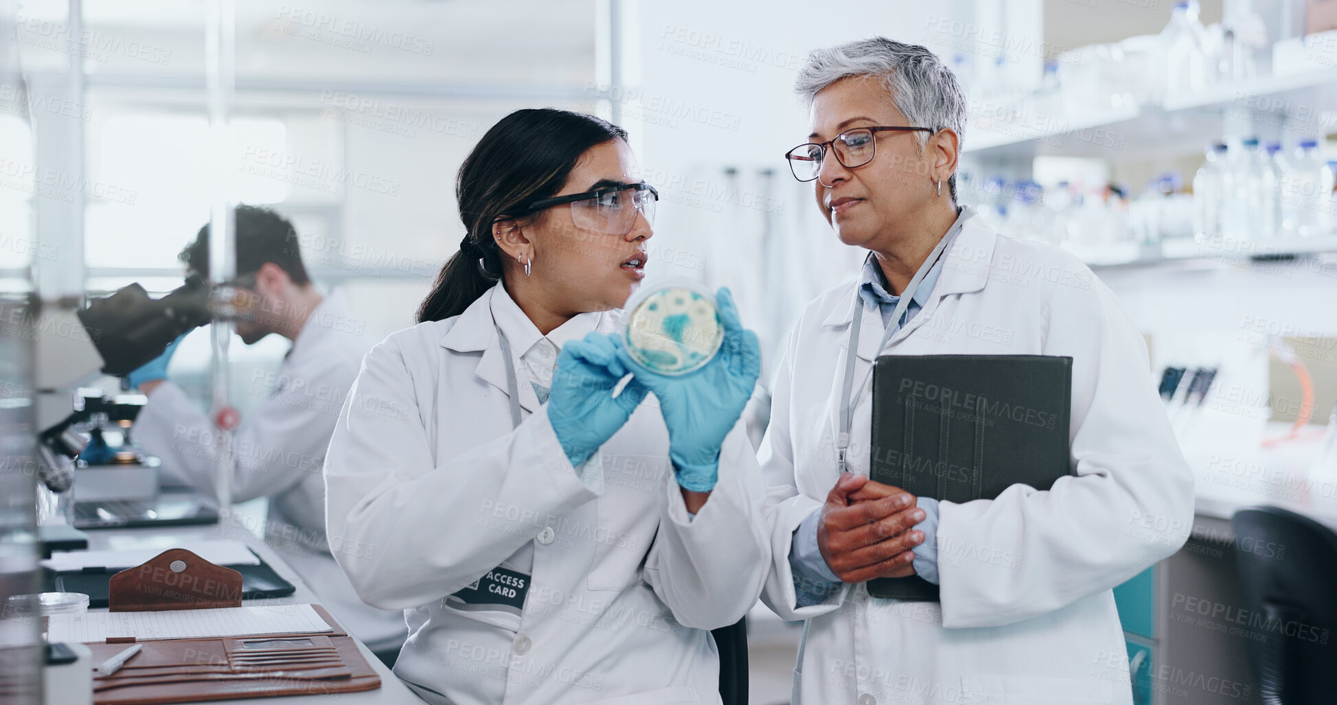 Buy stock photo Science, people and conversation with petri dish in laboratory for medical research, experiment and practical exam. Girl, woman and biochemistry internship and discussion on study and analysis.